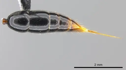 Leptogenys vitiensis specimen