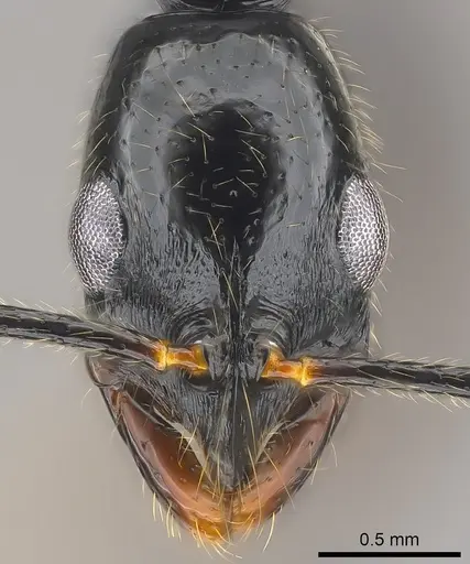 Leptogenys vitiensis specimen