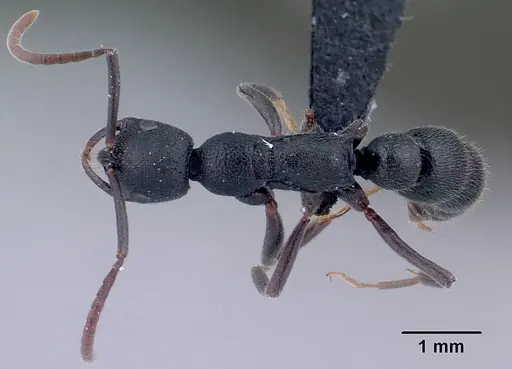 Leptogenys vitsy specimen