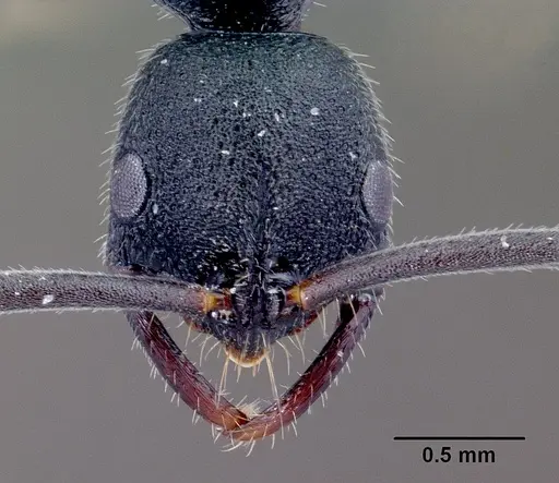 Leptogenys vitsy specimen