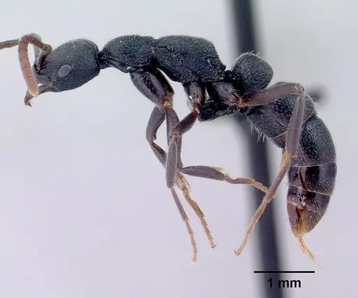 Leptogenys vitsy specimen