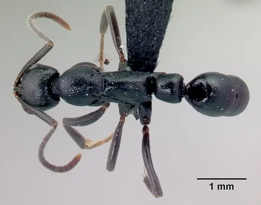 Leptogenys voeltzkowi specimen