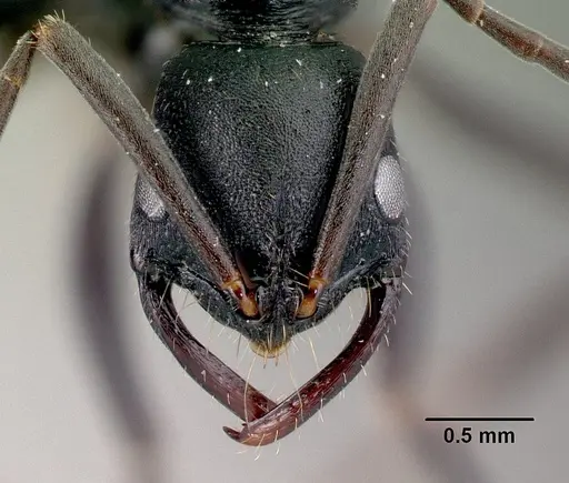 Leptogenys voeltzkowi specimen