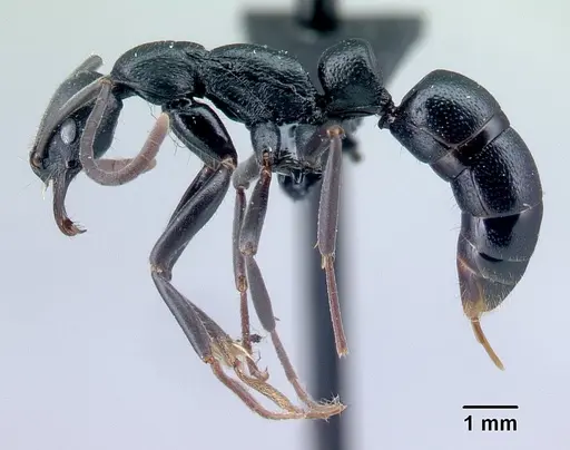 Leptogenys voeltzkowi specimen