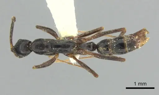 Leptogenys vogeli specimen