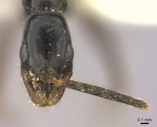 Leptogenys vogeli specimen