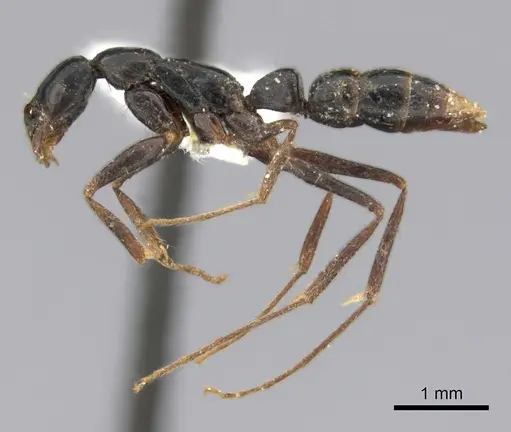 Leptogenys vogeli specimen