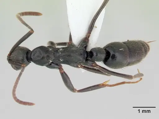 Leptogenys volcanica specimen