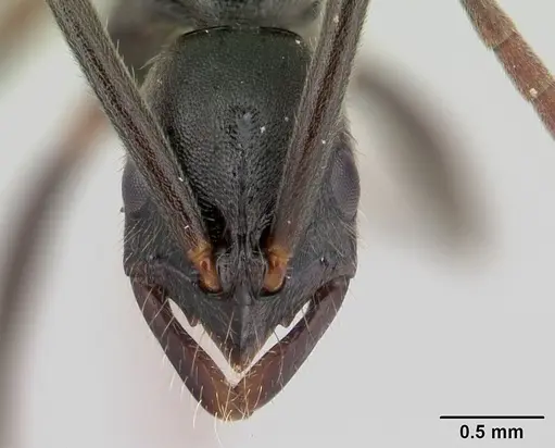 Leptogenys volcanica specimen