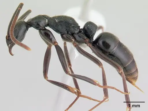 Leptogenys volcanica specimen