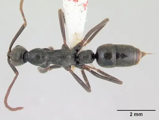 Leptogenys volcanica - LACMENT142593