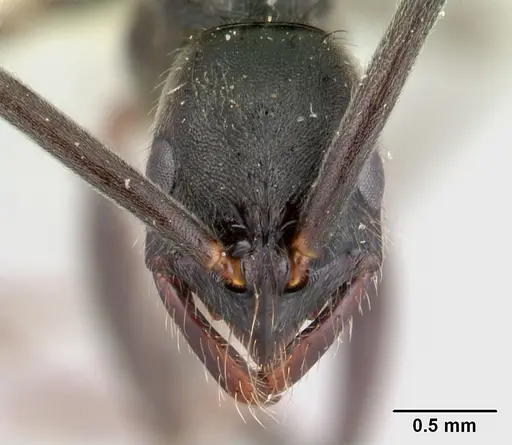 Leptogenys volcanica - LACMENT142593