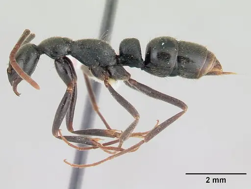 Leptogenys volcanica - LACMENT142593