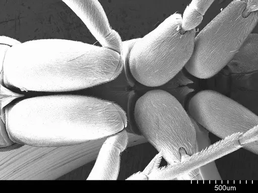 Leptogenys wheeleri specimen