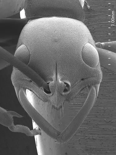 Leptogenys wheeleri specimen