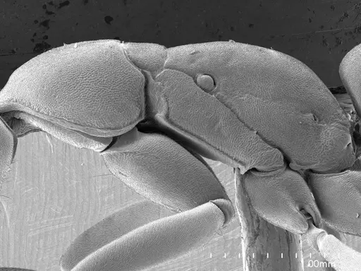 Leptogenys wheeleri specimen