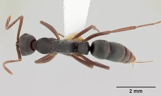 Leptogenys wheeleri - CASENT0178811