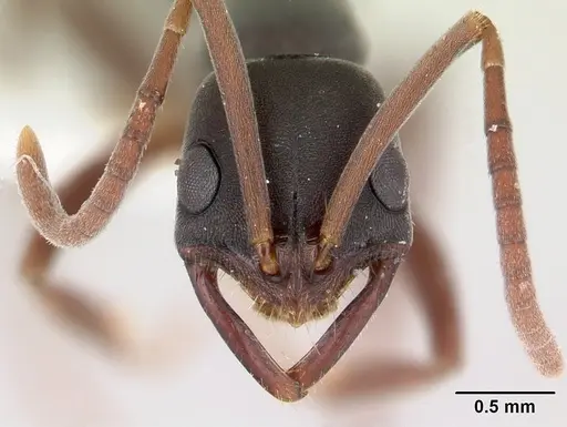 Leptogenys wheeleri - CASENT0178811