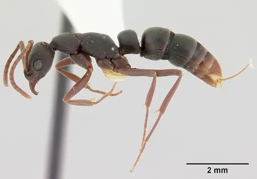 Leptogenys wheeleri - CASENT0178811