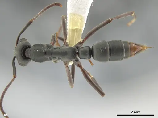 Leptogenys wheeleri - CASENT0640313