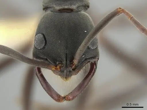 Leptogenys wheeleri - CASENT0640313
