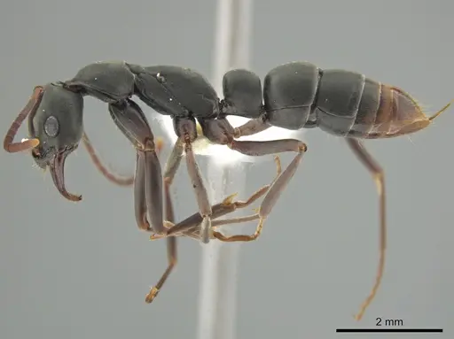 Leptogenys wheeleri - CASENT0640313