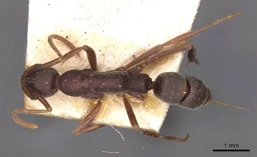 Leptogenys wheeleri - CASENT0907349