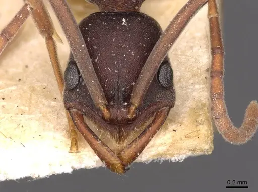 Leptogenys wheeleri - CASENT0907349