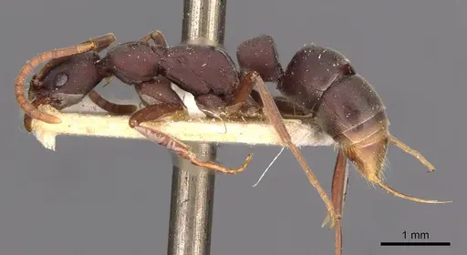 Leptogenys wheeleri - CASENT0907349