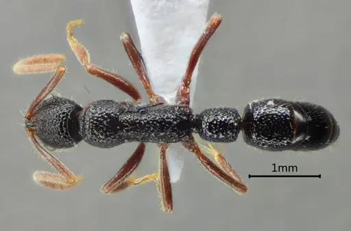 Leptogenys yandii specimen