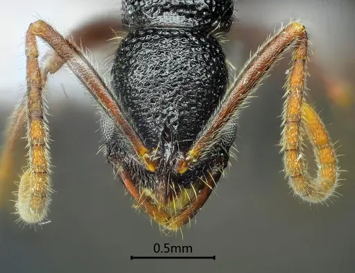 Leptogenys yandii specimen