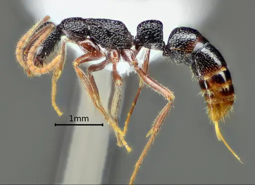 Leptogenys yandii specimen