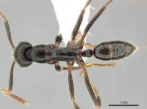 Leptogenys yerburyi specimen