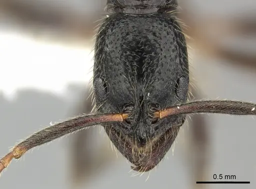 Leptogenys yerburyi specimen