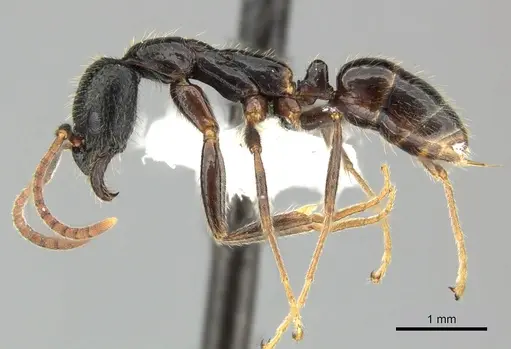 Leptogenys yerburyi specimen