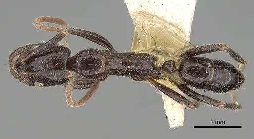 Leptogenys yerburyi - CASENT0281927