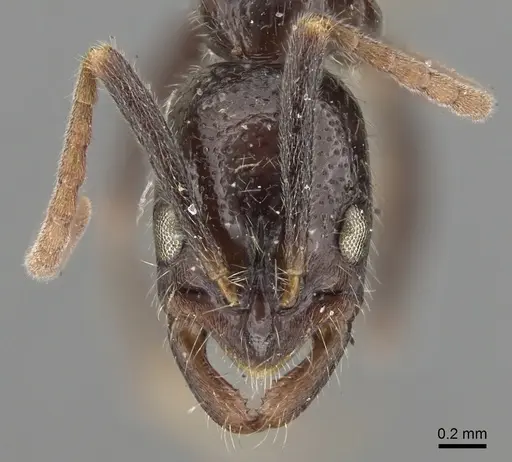 Leptogenys yerburyi - CASENT0281927