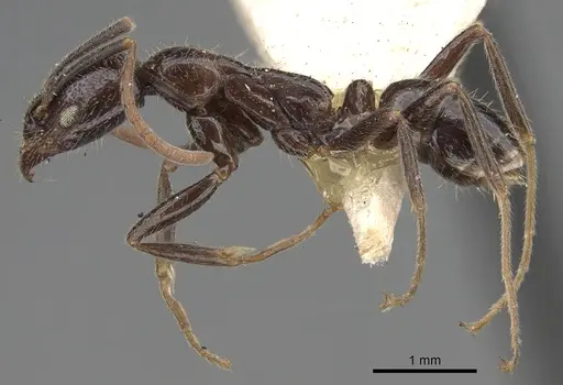 Leptogenys yerburyi - CASENT0281927