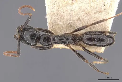 Leptogenys yerburyi - CASENT0907384