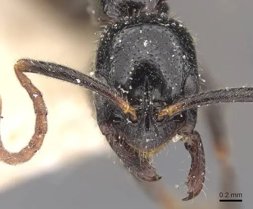 Leptogenys yerburyi - CASENT0907384