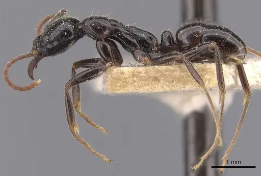 Leptogenys yerburyi - CASENT0907384