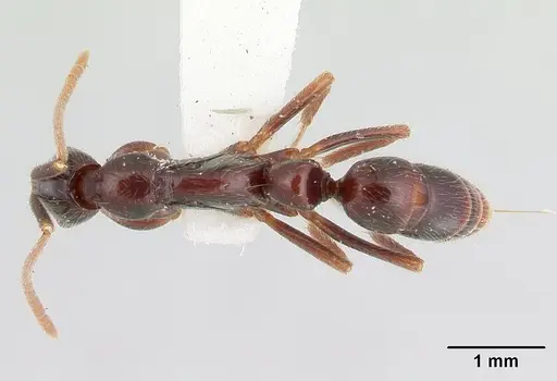 Leptogenys yocota specimen