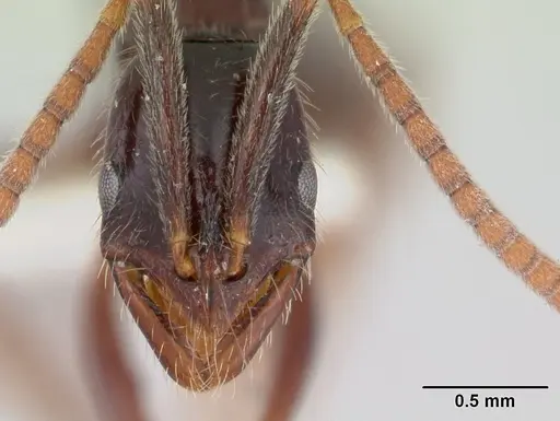 Leptogenys yocota specimen
