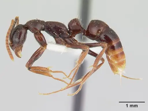 Leptogenys yocota specimen
