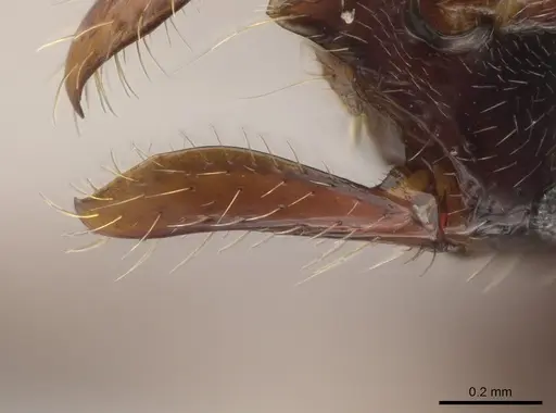 Leptogenys yocota - CASENT0618341