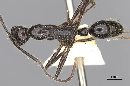 Leptogenys zapyxis specimen