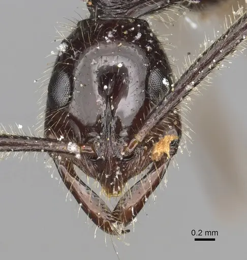 Leptogenys zapyxis specimen