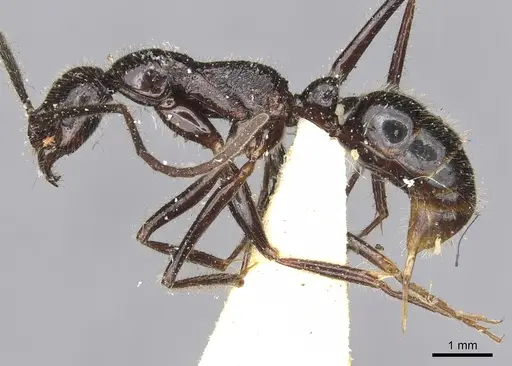 Leptogenys zapyxis specimen