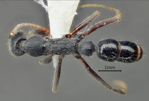 Leptogenys zhuangzii specimen