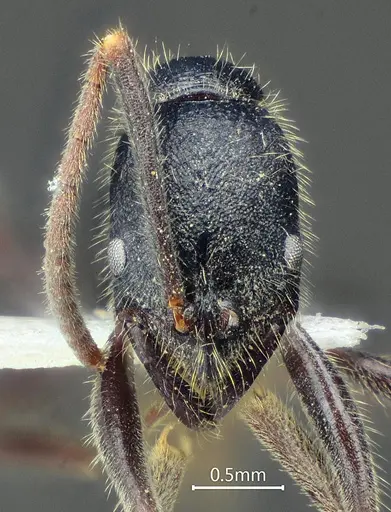 Leptogenys zhuangzii specimen